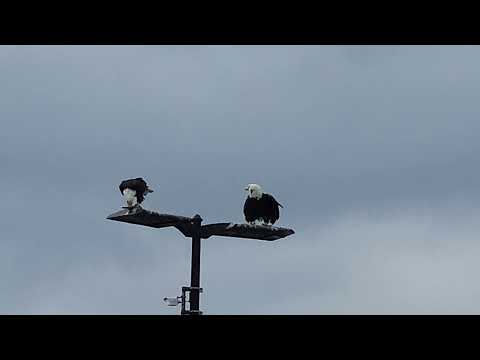 Eagles Homer Alaska