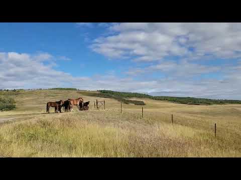 Wild horses