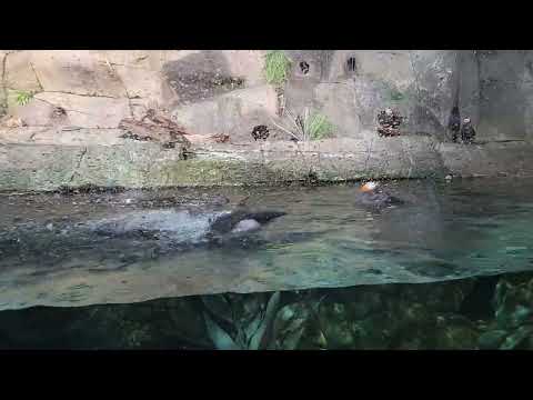 Puffins at aquarium Monterey California