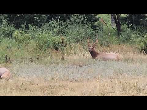 Rocky Mountain National Park elk Aug 30 2025