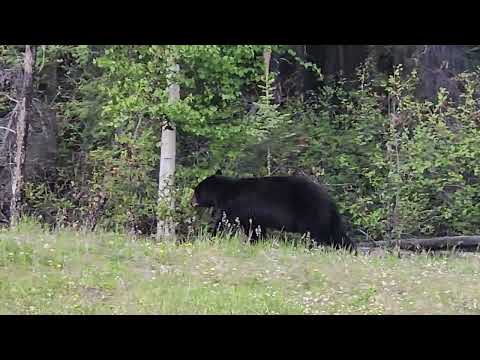 June 8 2026 Northern Rockies Canada