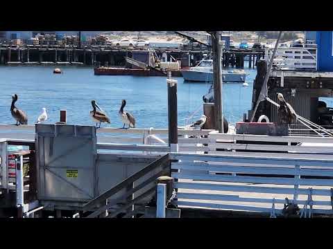 Pelicans on the pier