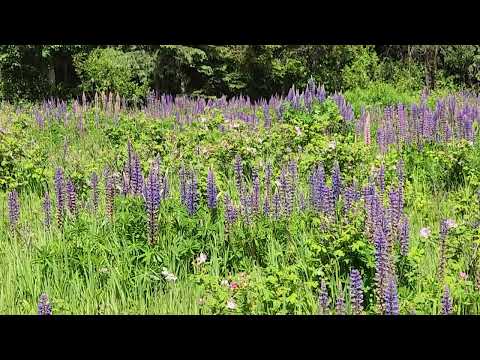 Flowers in meadow at Mt Robson June 2026
