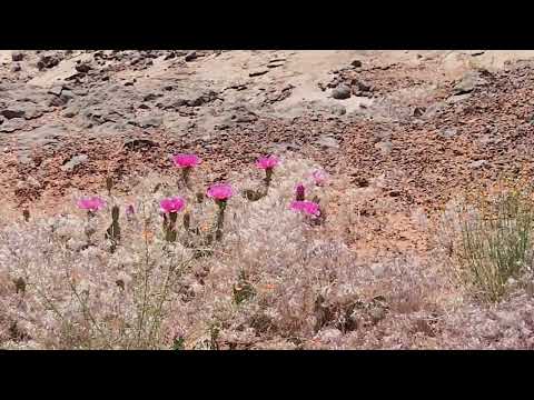 Desert blooms
