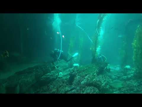 Sharks aquarium Monterey California