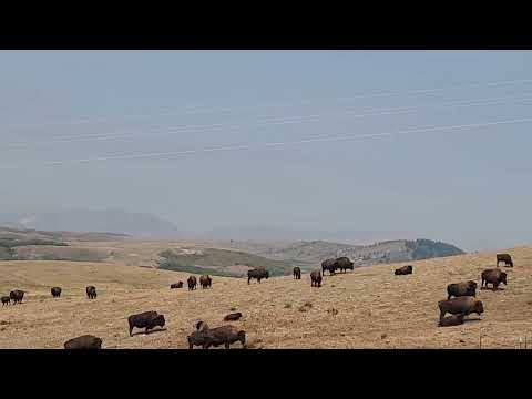 Buffalo
