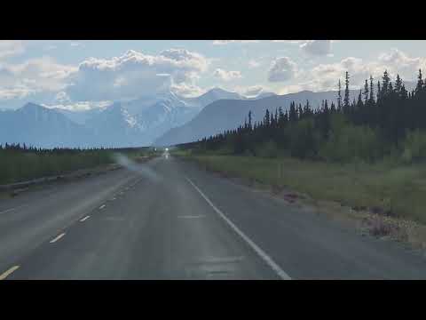 Yukon June 9 Wildflowers along roadside