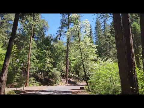 Redwoods California May 8 2024