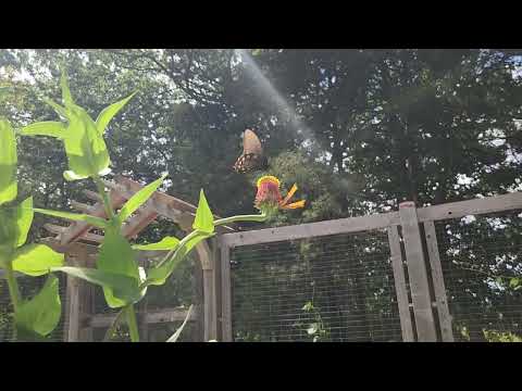 Butterfly at Cheekwood Estates Aug 2024