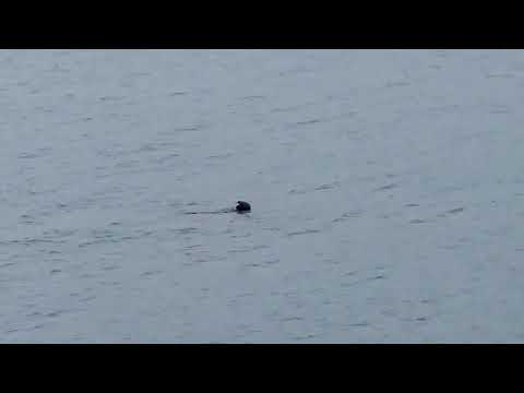 Cute otter
