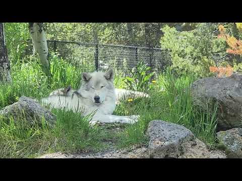 Wolf in West Yellowstone Montana June 22 2026