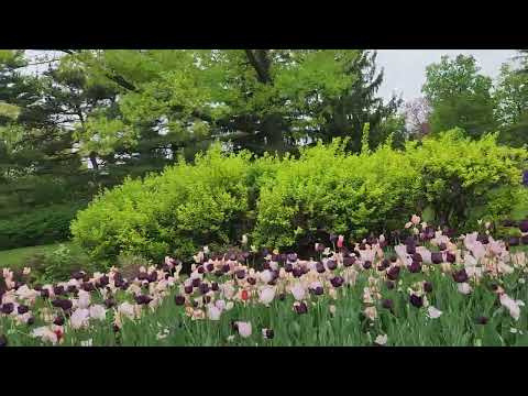 Tulip festival Ottawa Canada 2025