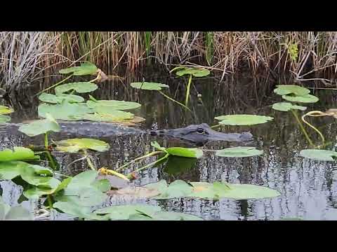 Alligator in Everglades National Park