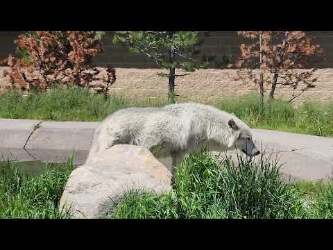 Wolf and grizzly sanctuary West Yellowstone June 2026