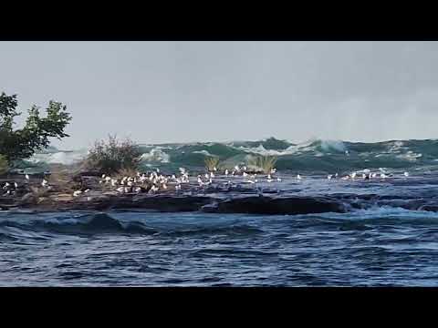 Birds at Niagra Falls