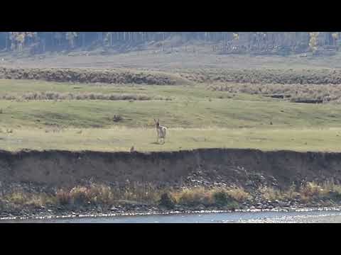 Antelope October 4 2024 Yellowstone National Park