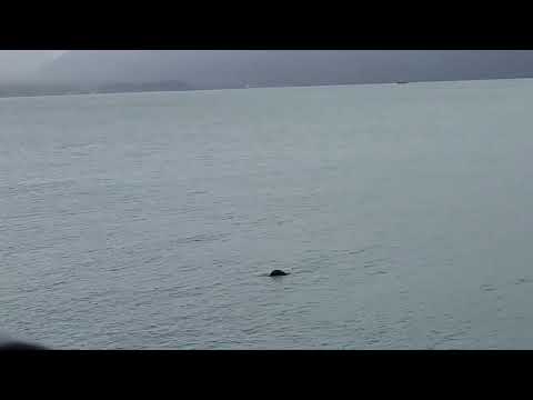 Otter in the bay at Seward June 2026