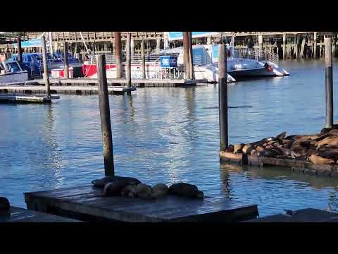 Seals San Francisco May 9 2024