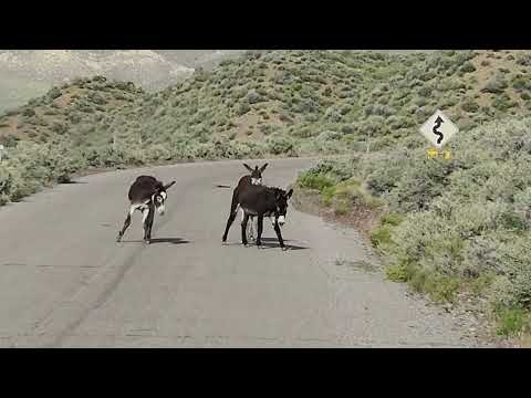 Donkeys in Death Valley May 2024