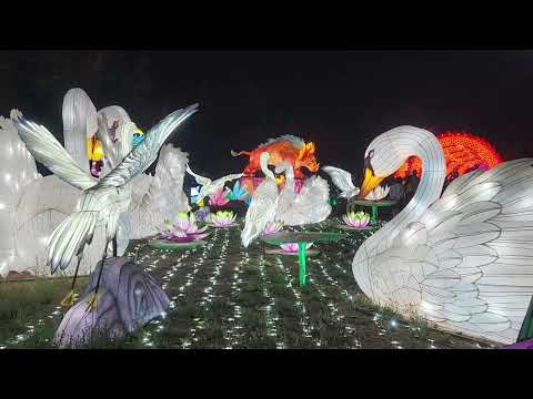 Swan lanterns