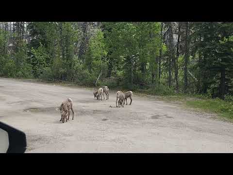 Sheep on Maligne Lake Road July 2026