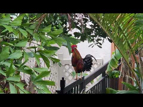 Key West wake up call