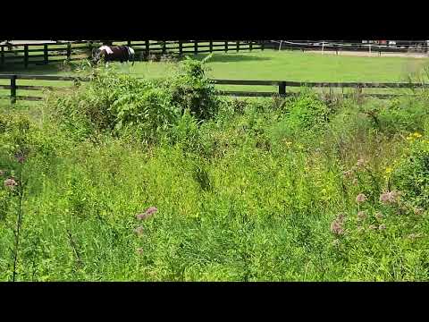Peaceful spot at Kentucky Horse Farm July 2026