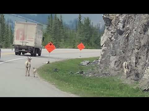 Mamma and baby goats