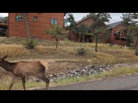 Elk Estes Park Aug 30 2025