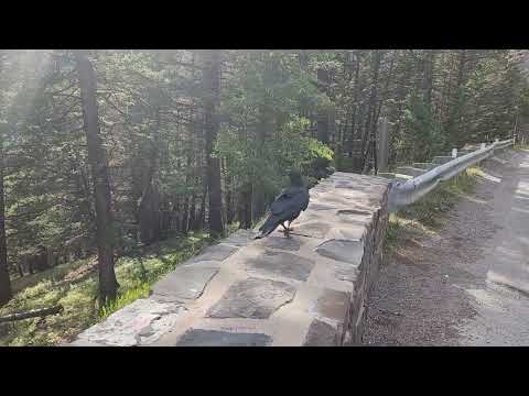 Big crow