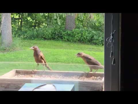 Birds watching at Knauer farm