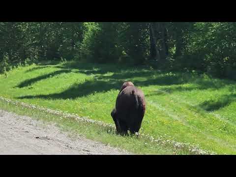 Liard River Buffalo happily having lunch
