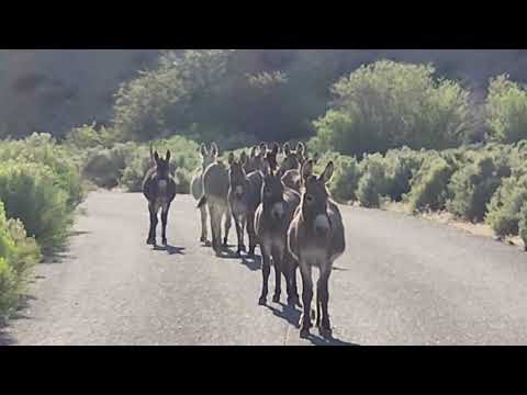 Donkeys