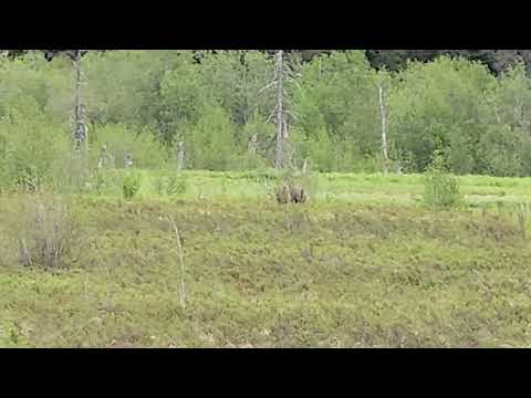 Moose around Anchorage Alaska June 15 2026