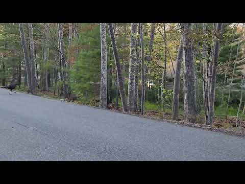 Turkeys Bar Harbor Maine May 13 2025