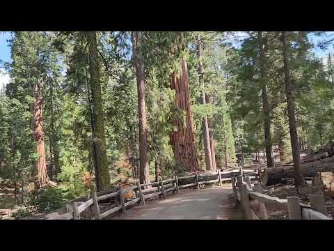 Redwoods in Kings Canyon NationalPark May 7 2024