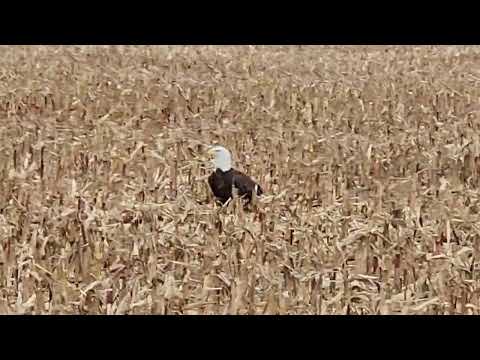 Eagle in field
