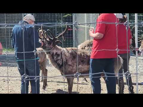 Reindeer at North Pole Alaska June 2026