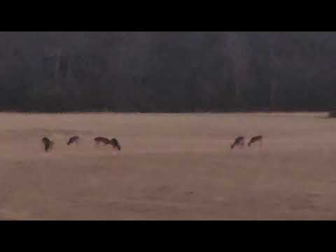 Combs Arkansas Feb 11 2026