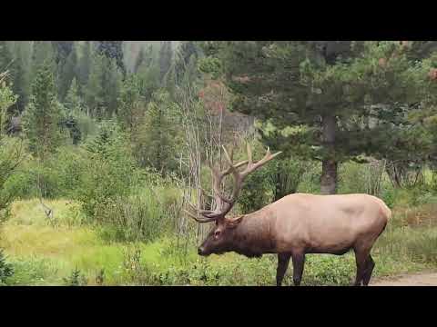 Elk Rocky Mountain National Park Aug 30 2025