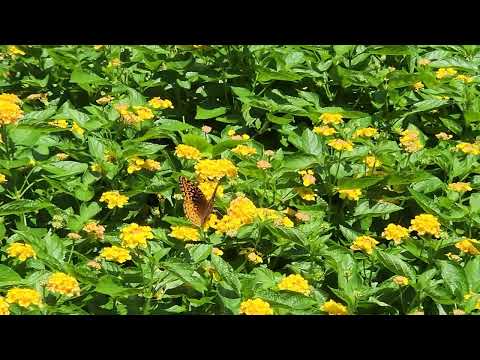 Flowers and butterfly