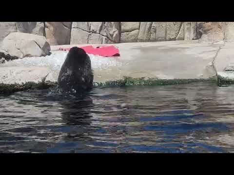 Otters at the aquarium in Monterey California May 9 2024