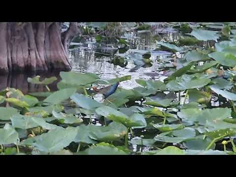 Everglades NP Feb 26 2025