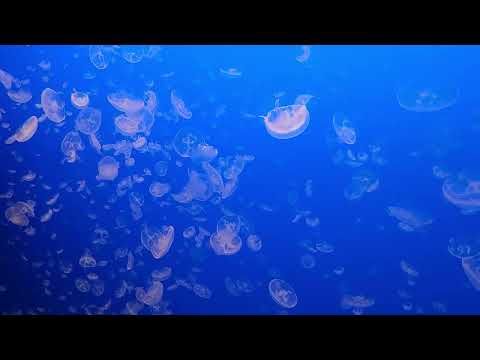 Jelly fish at aquarium Monterey California
