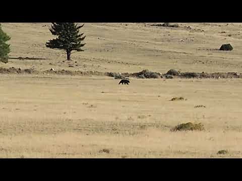 Bear moseying thru field Emigrants Montana Sept 2025