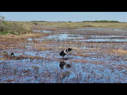 Airboat tour Everglades Florida 26 2025