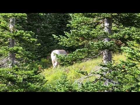 Ram on Going to Sun road