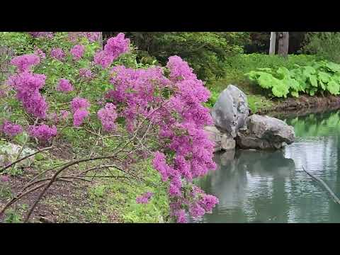 Japenese garden in Canada