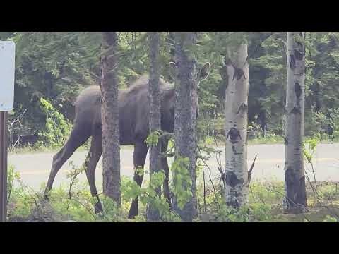 Third Moose at Denali National Park June 12 2026