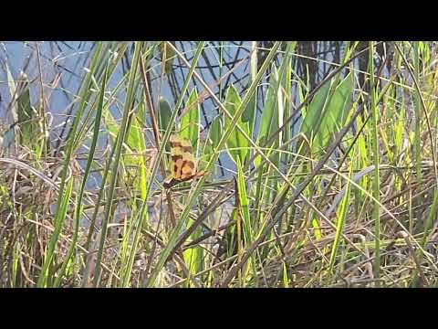 Dragonfly Everglades NP